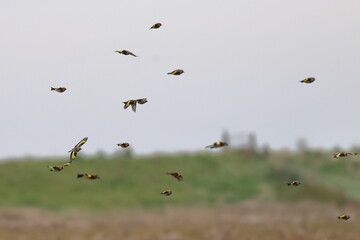 goldfinch