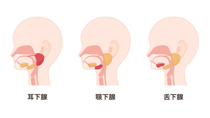 唾液腺のイラスト_耳下腺と顎下腺と舌下腺それぞれを強調