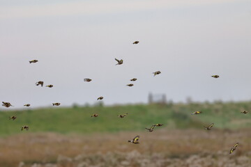 goldfinch