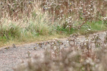 goldfinch
