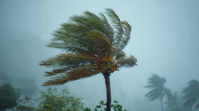 Palm trees bending in strong wind during a storm with a hazy sky