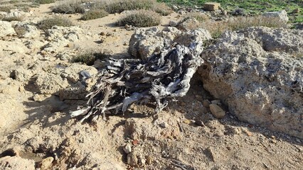 Weathered driftwood and rocks on dry coastal terrain natural abstract composition