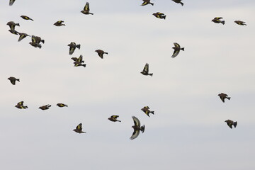 goldfinch