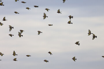 goldfinch