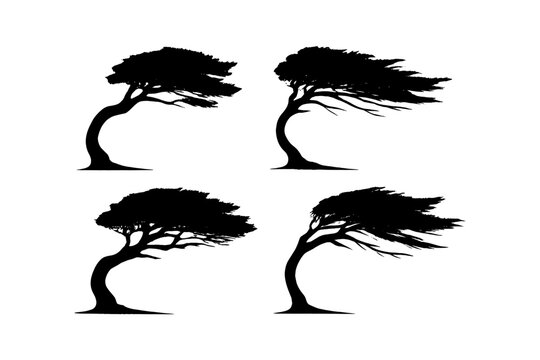 Silhouette of four windswept trees bending in different directions