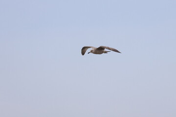 herring gull