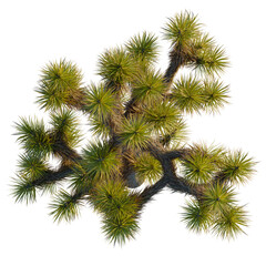 Yucca brevifolia tree, front view, cutout, 8k PNG, isolate, Top view of a joshua tree with green spiky leaves on transparent background