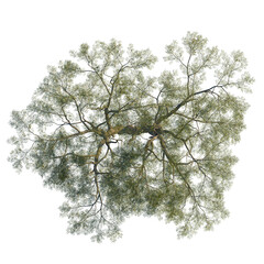 Senegalia senegal tree, front view, cutout, 8k PNG, isolate, Tree with lush green leaves on transparent background