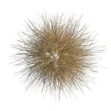 Hilaria mutica tree, front view, cutout, 8k PNG, isolate, Dry grass clump on transparent background for design projects