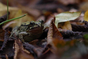 brown frog