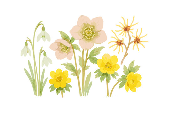 Illustrated winter flowers: hellebores, snowdrops, witch hazel, adonis aesthetics