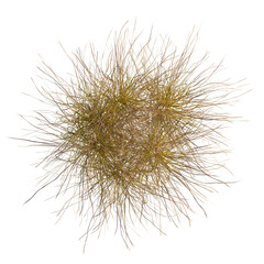Eragrostis curvula tree, front view, cutout, 8k PNG, isolate, Detailed view of dry grass clump on transparent background