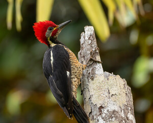 Lineated Woodpecker in Costa Rica