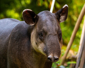 Baird's Tapir in Costa Rica