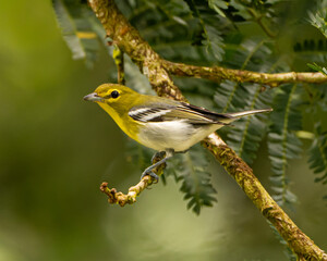 Yellow Throated Vireo in Costa Rica