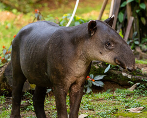 Baird's Tapir in Costa Rica