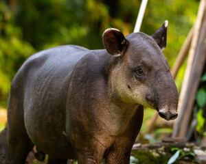Baird's Tapir in Costa Rica