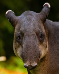 Baird's Tapir in Costa Rica