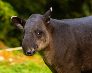 Baird's Tapir in Costa Rica