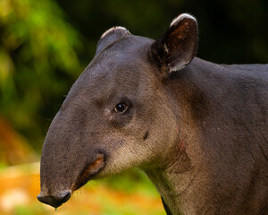 Baird's Tapir in Costa Rica