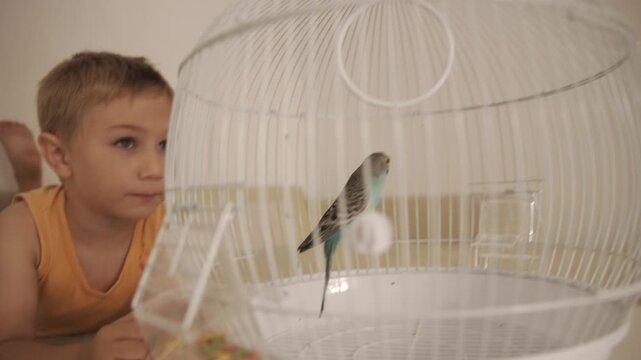 Curious little boy watching budgerigar in birdcage
