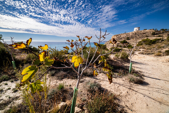 Yellow Fig Leaves on the Trail to La Malladeta