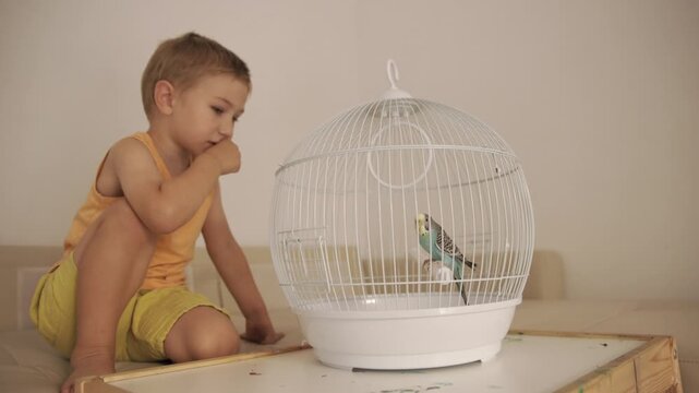Curious little boy watching a pet budgie in a birdcage