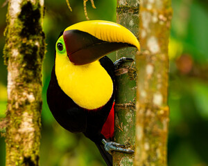 Yellow throated toucan eating palm berries
