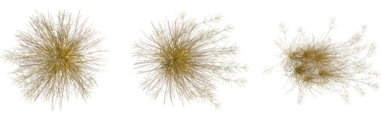 Eragrostis curvula tree, top view, cutout, 8k PNG, isolate, Golden abstract burst particles on...