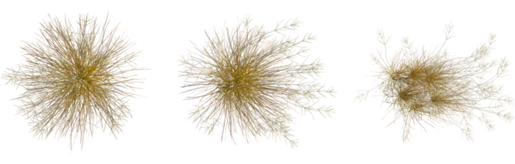 Eragrostis curvula tree, top view, cutout, 8k PNG, isolate, Golden abstract burst particles on transparent background
