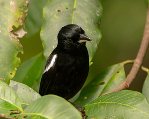 White Shouldered Tanager in Costa Rica