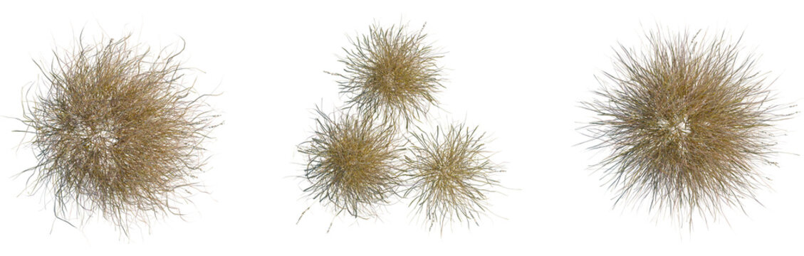 Hilaria mutica tree, top view, cutout, 8k PNG, isolate, Dry grass tufts on transparent background for design
