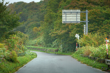 Muroran, Hokkaido, Japan - Oct 4 2024, panoramic view of a country paved road passing through forests and fields, without cars and without people, in cloudy weather, at daytime, Muroran, Japan