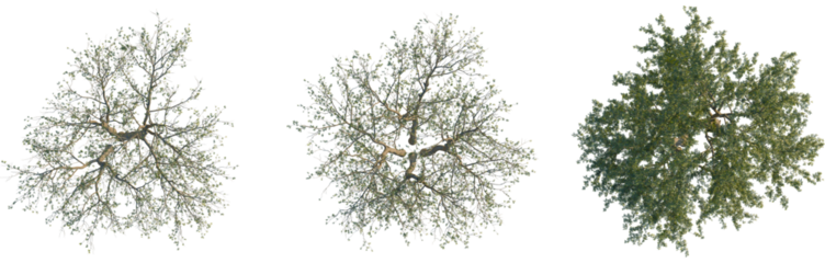 Senegalia mellifera tree, top view, cutout, 8k PNG, isolate, Tree foliage growth stages on transparent background