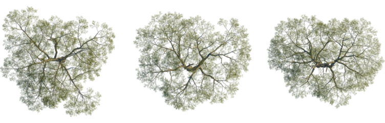 Vachellia nilotica tree, top view, cutout, 8k PNG, isolate, Three tree tops with lush green leaves on transparent background