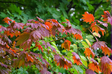Muroran, Hokkaido, Japan - Oct 4 2024, A close-up view of the reddened foliage of a Japanese maple tree, with a blurred background, at daytime, Muroran, Japan