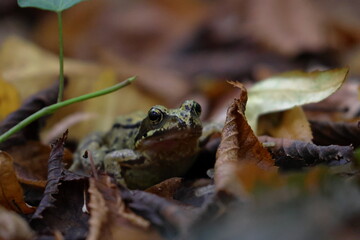 brown frog