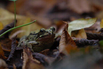 brown frog