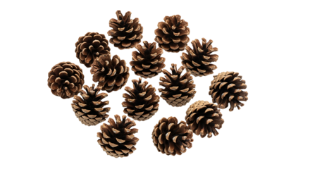 A minimalist arrangement of ten rustic pinecones scattered across a pristine white background. Their rich, earthy brown tones and intricate, textured scales create a simple yet elegant display, perfec
