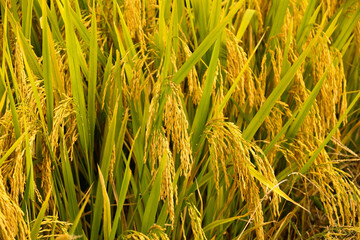 Golden Rice Paddies Ready for Harvest - Diligent Farmers Laboring in Sunshine for Good Crop Yield