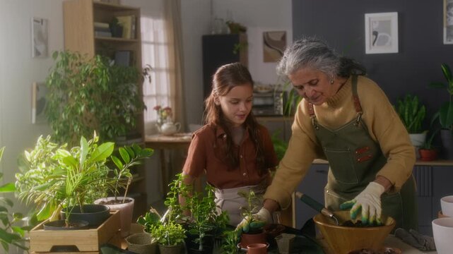 Medium long shot of aged Caucasian granny in apron and gloves and pre-teen girl repotting houseplants in cozy living room