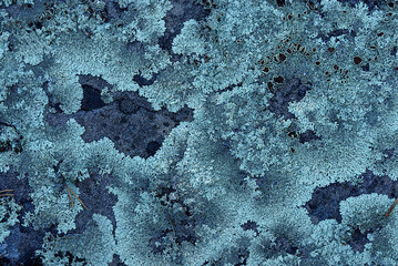 Lichen growing on the surface of a stone in close-up. Stone with natural texture covered in lichen. Lichen-covered stone. Natural patterns.