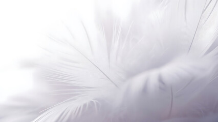 Elegant close-up of a soft white feather showcasing delicate textures and ethereal beauty