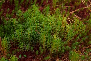 Plants of northern bogs. A beautiful green forest plant.