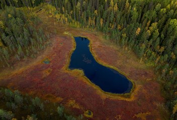 An aerial view from above of a small marshy lake. A heart-shaped body of water. The beauty of wild nature.