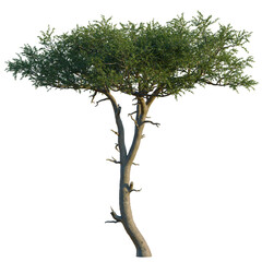 Balanites aegyptiaca tree, front view, 8K PNG, isolate, cutout, Tree with lush green foliage on a transparent background