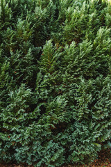 Thuja leaves providing dense foliage and a vibrant green texture, ideal for garden backgrounds and natural barriers