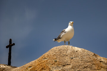 Goeland brun sur un rocher et devant une croix en Corse