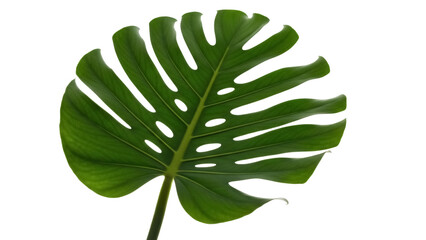 Green monstera deliciosa leaf isolated PNG on transparent background, tropical plant foliage with natural fenestrations for design use