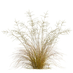 Fototapeta premium Eragrostis curvula tree, front view, 8K PNG, isolate, cutout, Golden grass plant on transparent background for design